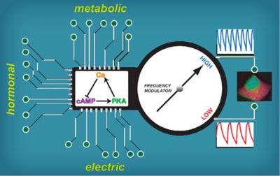 Oscillatory Circuit